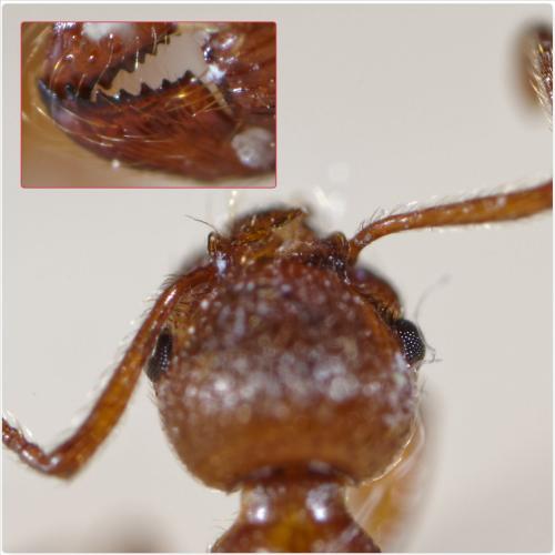 Réf. 254 397 : Myrmica rubra